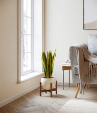 Load image into Gallery viewer, Shiny EggWhite stand:walnut
