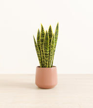 Load image into Gallery viewer, Calm Rose*****Profile
