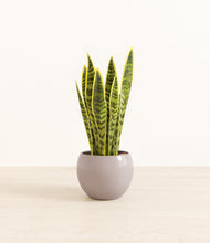 Load image into Gallery viewer, Winter Clouds*****Profile
