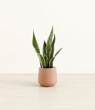 Load image into Gallery viewer, Calm Rose*****Profile
