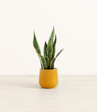 Load image into Gallery viewer, Mustard*****Profile
