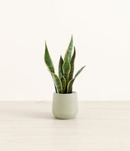 Load image into Gallery viewer, Turquoise*****Profile
