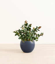 Load image into Gallery viewer, Deep Navy*****Profile
