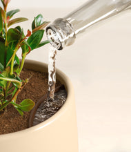 Load image into Gallery viewer, Almond Green stand:all
