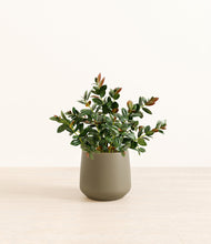 Load image into Gallery viewer, Olive
