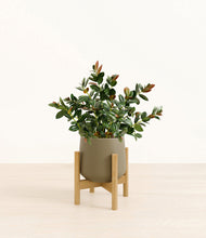 Load image into Gallery viewer, Olive stand:bamboo

