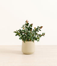 Load image into Gallery viewer, Almond Green
