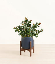 Load image into Gallery viewer, Deep Navy stand:walnut
