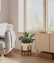 Load image into Gallery viewer, Almond Green stand:walnut
