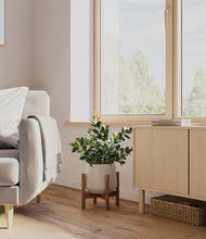 Load image into Gallery viewer, Eternal Gray stand:walnut
