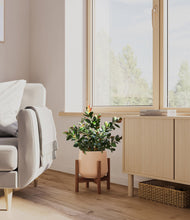 Load image into Gallery viewer, Gentle Pink stand:walnut
