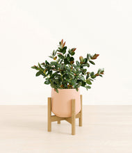 Load image into Gallery viewer, Gentle Pink stand:bamboo
