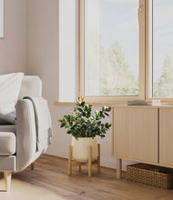 Load image into Gallery viewer, Almond Green stand:bamboo
