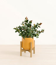 Load image into Gallery viewer, Mustard stand:bamboo
