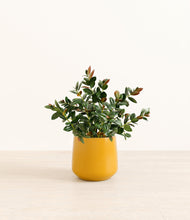 Load image into Gallery viewer, Mustard
