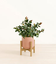 Load image into Gallery viewer, Calm Rose stand:bamboo
