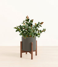 Load image into Gallery viewer, Dark Olive stand:walnut
