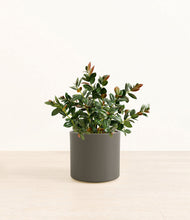 Load image into Gallery viewer, Dark Olive
