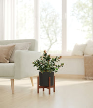 Load image into Gallery viewer, Black stand:walnut
