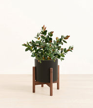 Load image into Gallery viewer, Black stand:walnut
