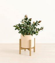 Load image into Gallery viewer, Cream stand:bamboo
