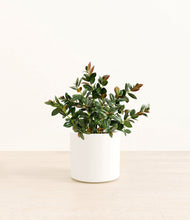 Load image into Gallery viewer, White
