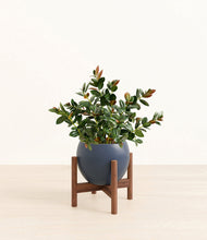 Load image into Gallery viewer, Deep Navy stand:walnut
