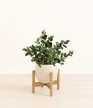 Load image into Gallery viewer, Shiny EggWhite stand:bamboo
