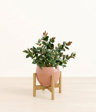 Load image into Gallery viewer, Calm Rose stand:bamboo
