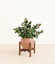 Load image into Gallery viewer, Calm Rose stand:walnut
