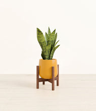 Load image into Gallery viewer, Mustard stand:walnut
