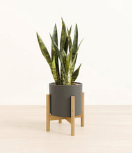 Load image into Gallery viewer, Dark Olive stand:bamboo
