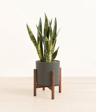 Load image into Gallery viewer, Dark Olive stand:walnut
