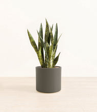 Load image into Gallery viewer, Dark Olive*****Profile
