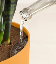 Load image into Gallery viewer, Sunset Orange stand:all
