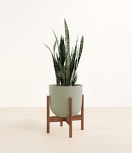 Load image into Gallery viewer, Sage Green stand:walnut
