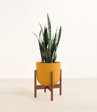 Load image into Gallery viewer, Sunset Orange stand:walnut
