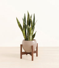 Load image into Gallery viewer, Desert Brown stand:walnut
