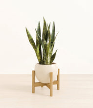 Load image into Gallery viewer, Shiny EggWhite stand:bamboo
