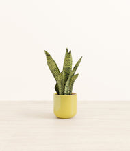 Load image into Gallery viewer, Key Lime Yellow*****Profile
