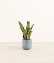 Load image into Gallery viewer, Misty Blue*****Profile
