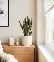 Load image into Gallery viewer, Cream
