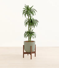 Load image into Gallery viewer, Sage Green stand:walnut
