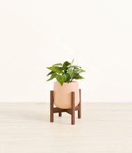 Load image into Gallery viewer, Gentle Pink stand:walnut
