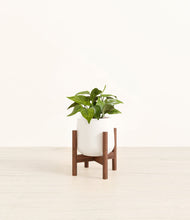 Load image into Gallery viewer, White stand:walnut

