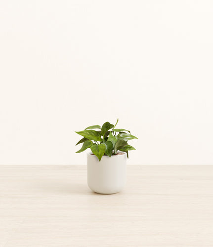 Cotton White*****Profile