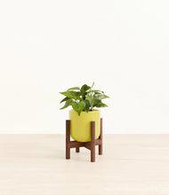 Load image into Gallery viewer, Key Lime Yellow stand:walnut
