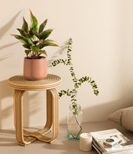 Load image into Gallery viewer, Calm Rose
