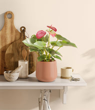 Load image into Gallery viewer, Calm Rose
