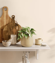 Load image into Gallery viewer, Almond Green
